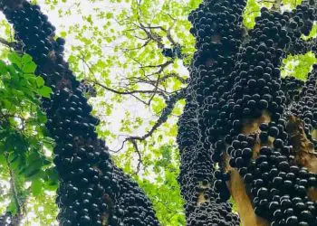 Safra da jabuticaba impulsiona turismo e economia em Hidrolândia