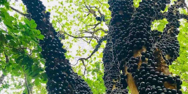 Safra da jabuticaba impulsiona turismo e economia em Hidrolândia