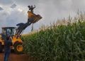 Solidariedade e colheita marcam distribuição de milho em fazenda de Goiás; vídeo 4 Solidariedade e colheita marcam distribuição de milho em fazenda de Goiás