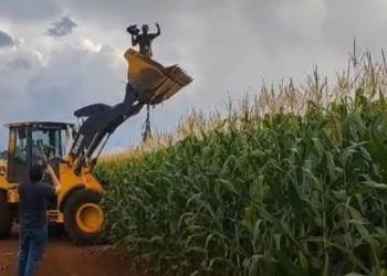 Solidariedade e colheita marcam distribuição de milho em fazenda de Goiás; vídeo 6 Solidariedade e colheita marcam distribuição de milho em fazenda de Goiás