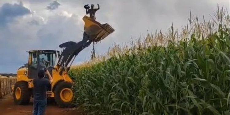 Solidariedade e colheita marcam distribuição de milho em fazenda de Goiás; vídeo 1 Solidariedade e colheita marcam distribuição de milho em fazenda de Goiás
