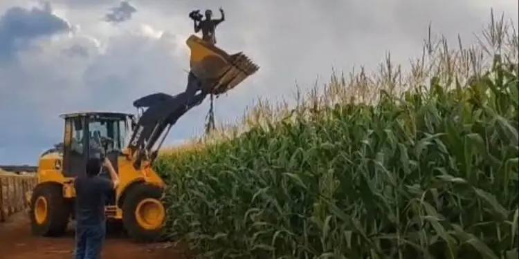 Solidariedade e colheita marcam distribuição de milho em fazenda de Goiás; vídeo 1 Solidariedade e colheita marcam distribuição de milho em fazenda de Goiás
