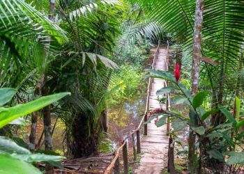 Trilha Amazônia Atlântica será inaugurada no Pará durante a COP30