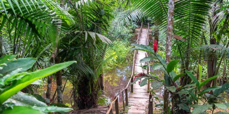 Trilha Amazônia Atlântica será inaugurada no Pará durante a COP30