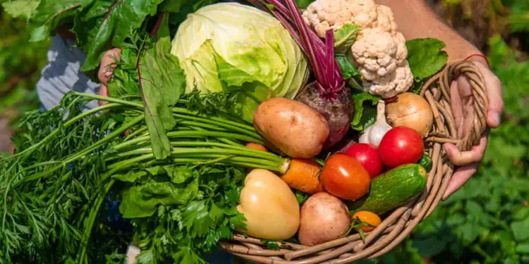 Agricultores familiares recebem R$ 30 milhões por meio do PAA Goiás 1 Agricultores familiares recebem R$ 30 milhões por meio do PAA Goiás