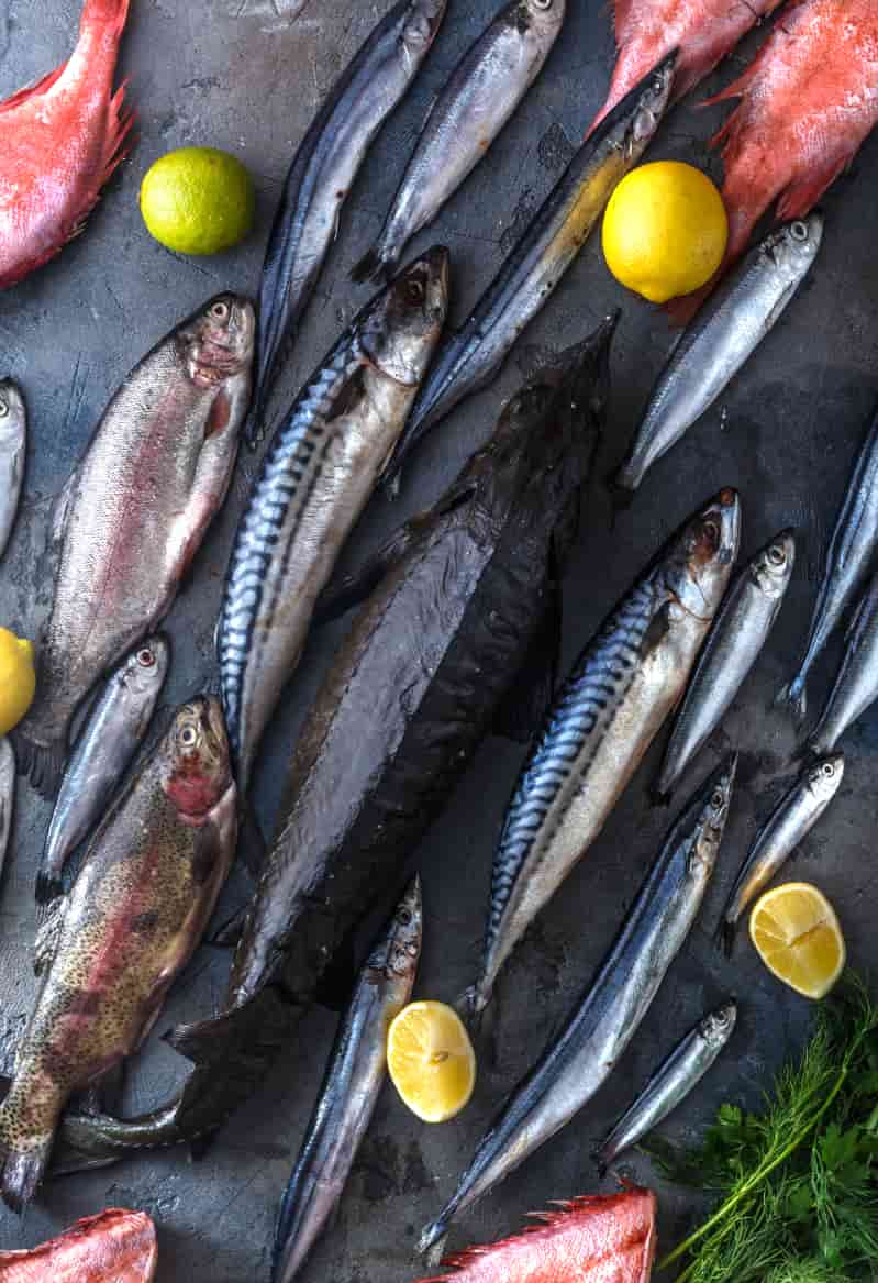 Cápsulas de alho mostram potencial no controle de parasitas em alevinos de pirarucu 3 alevinos