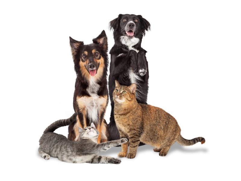 Certificado Veterinário Internacional facilita viagens de cães e gatos entre Brasil e Costa Rica 3 Cães e gatos