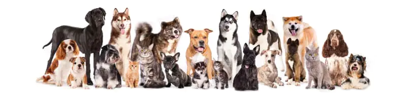 Certificado Veterinário Internacional facilita viagens de cães e gatos entre Brasil e Costa Rica 2 Certificado Veterinário