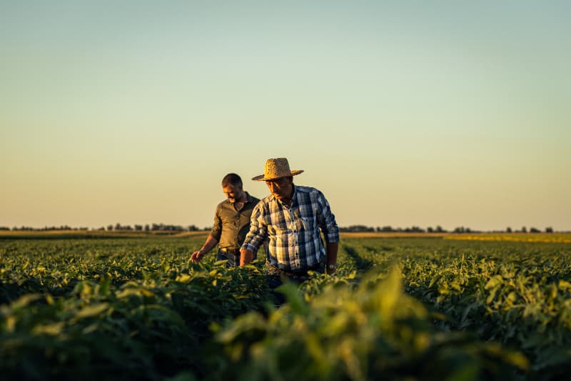 Desenrola Rural ultrapassa 500 mil operações e beneficia mais de 280 mil agricultores familiares 3 Desenrola Rural