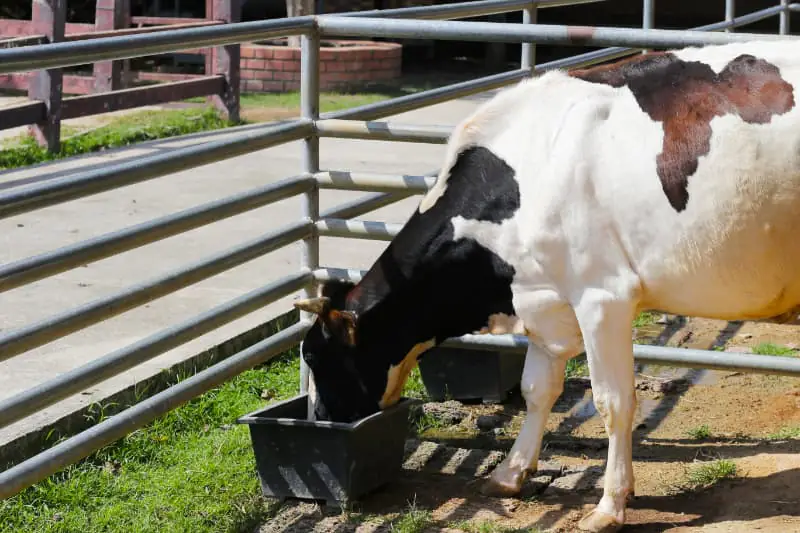 Mastite reduz produção e afeta lucro de propriedades leiteiras, aponta CNA 3 mastite bovina 1
