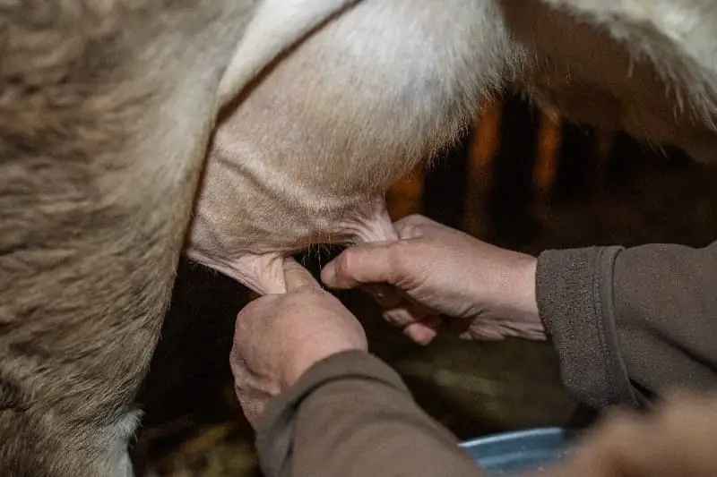 Mastite reduz produção e afeta lucro de propriedades leiteiras, aponta CNA 2 Mastite na pecuária