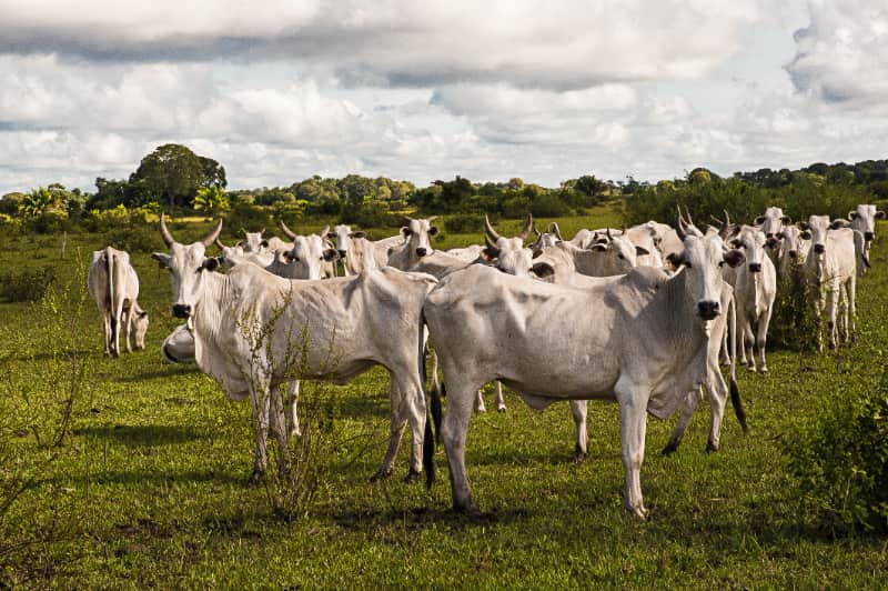 Programa de melhoramento genético beneficia 250 agricultores familiares em Goiás 3 melhoramento genetico