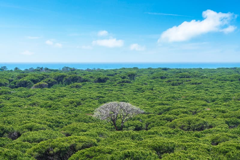 Mata Atlântica chega a 2024 com apenas 31% de vegetação nativa preservada 3 perca da vegetacao