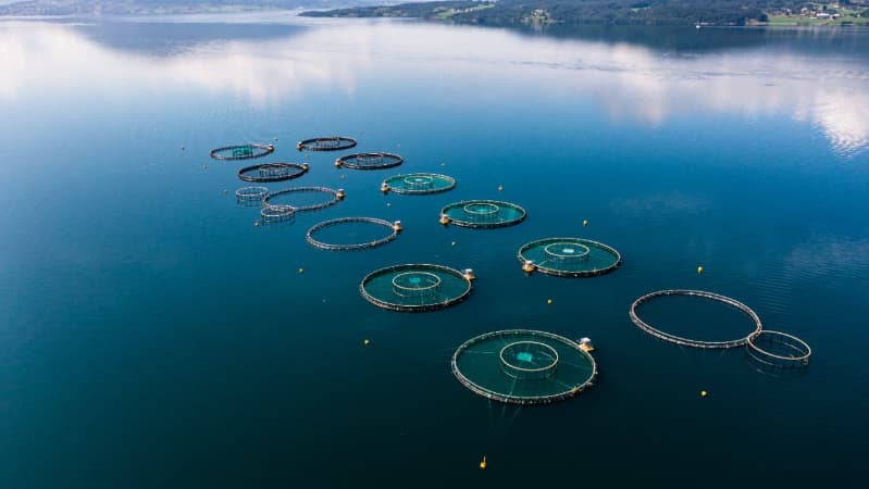 Produção de pescados cresce 20% e valor chega a R$ 1,26 bilhão em 2024 2 producao aquicola