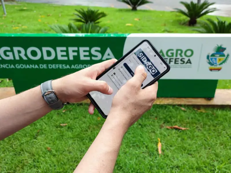 rebanho em goias