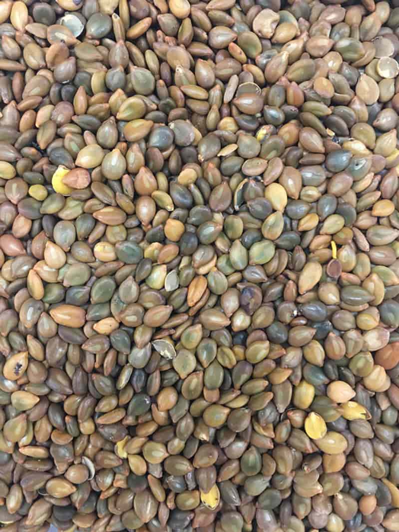 Estudo avalia sementes nativas para recuperação de Mata Atlântica, Cerrado e Amazônia 3 recuperacao dos biomas