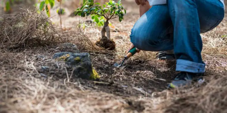 Restauração ambiental avança como eixo central da meta de neutralidade de carbono 1 Foto: Envato