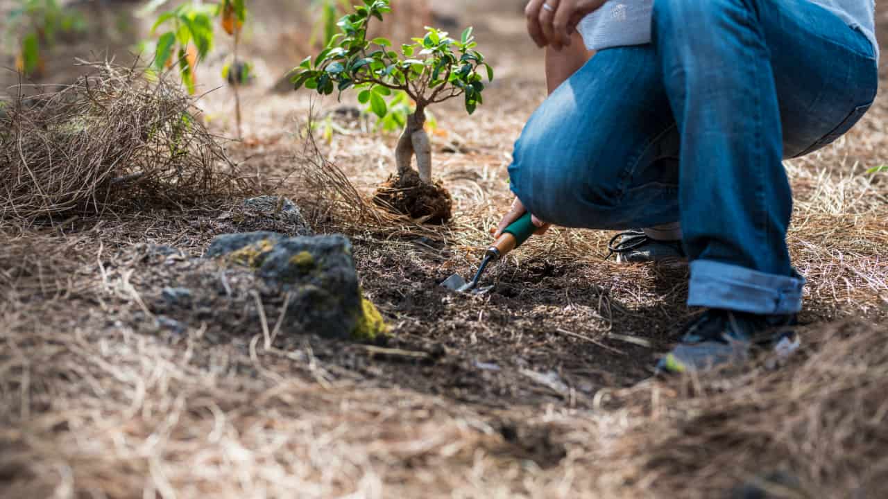 Restauração ambiental avança como eixo central da meta de neutralidade de carbono