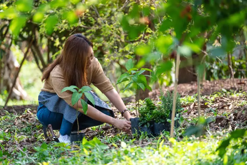 Restauração ambiental avança como eixo central da meta de neutralidade de carbono 3 restauracao