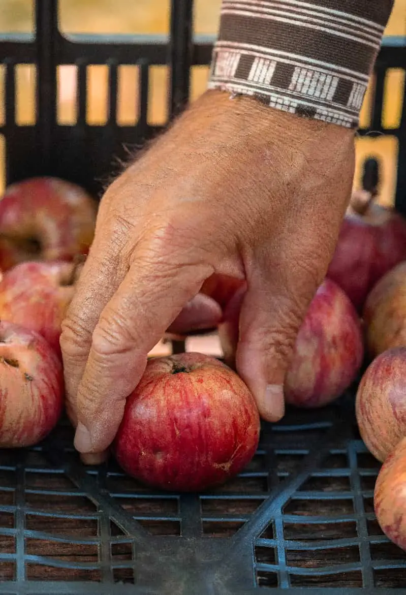 Chuvas reduzem safra de maçã e elevam importações no Brasil, aponta Abrafrutas 3 safra de maca