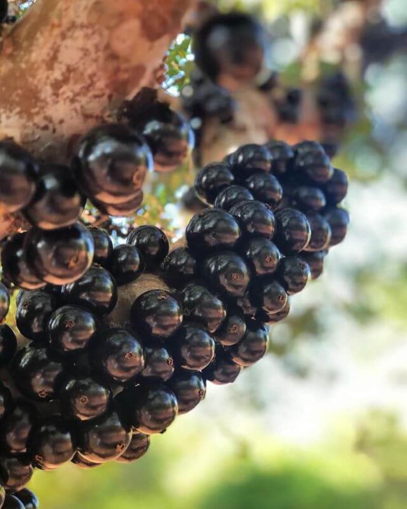 Safra jabuticaba
