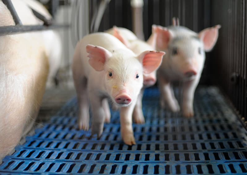 Novo aplicativo leva assistência técnica digital a suinocultores familiares; confira 2 suinocultura