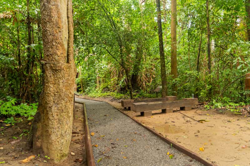 Trilha Amazônia Atlântica será inaugurada no Pará durante a COP30 3 trilha