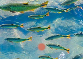 Aquecimento da água intensifica a toxicidade dos microplásticos, apontam pesquisadores brasileiros