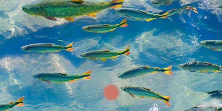 Aquecimento da água intensifica a toxicidade dos microplásticos, apontam pesquisadores brasileiros 1 Aquecimento da água intensifica a toxicidade dos microplásticos, apontam pesquisadores brasileiros