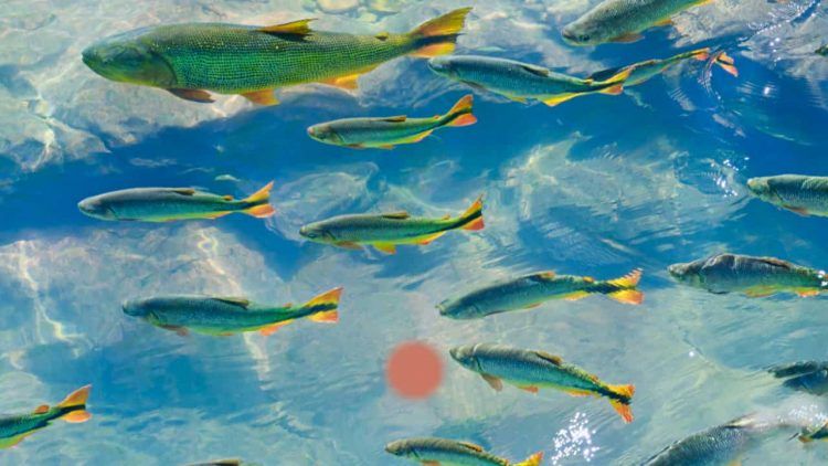 Aquecimento da agua intensifica a toxicidade dos microplasticos apontam pesquisadores brasileiros