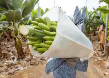 Bananicultura brasileira segue em alta e reacende debate sobre importações do Equador 8 Bananicultura brasileira segue em alta e reacende debate sobre importações do Equador