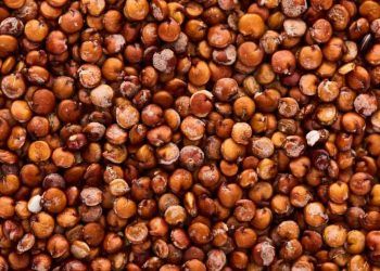 Brasil amplia exportações para a China com habilitação de unidades para sorgo e DDG 6 Brasil amplia exportações para a China com habilitação de unidades para sorgo e DDG