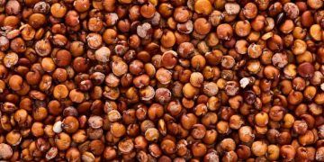 Brasil amplia exportações para a China com habilitação de unidades para sorgo e DDG