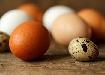 Brasil e União Europeia avançam em acordos para exportação de ovos