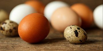 Brasil e União Europeia avançam em acordos para exportação de ovos