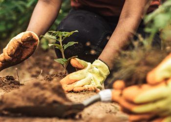 Brasil lidera solucoes climaticas na agricultura durante a COP 30 1