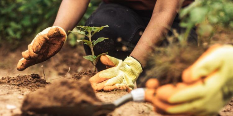 Brasil lidera soluções climáticas na agricultura durante a COP 30