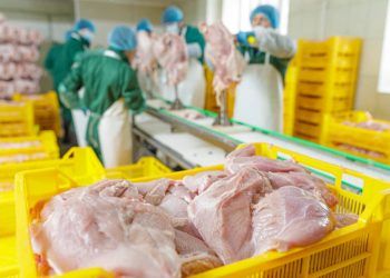 Brasil pode alcançar 15,86 milhões de toneladas de carne de frango em 2026
