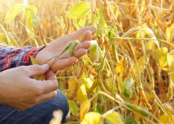 CNA aciona o STF contra decisão que suspendeu ações sobre a Moratória da Soja