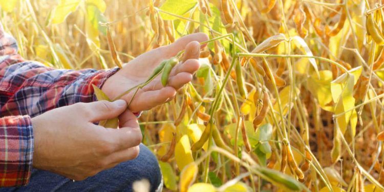 CNA aciona o STF contra decisão que suspendeu ações sobre a Moratória da Soja