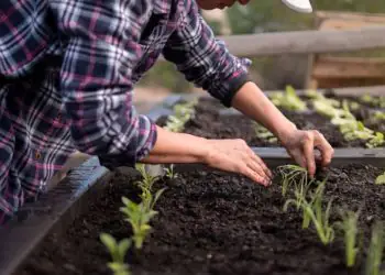 Calor do verão impulsiona plantio de dezembro em todo o país