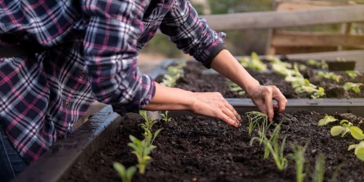 Calor do verão impulsiona plantio de dezembro em todo o país