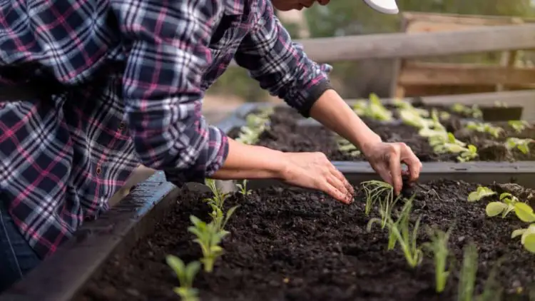 Calor do verao impulsiona plantio de dezembro em todo o pais