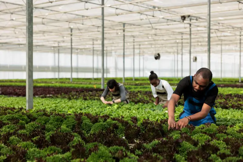 Certificações de produção sustentável