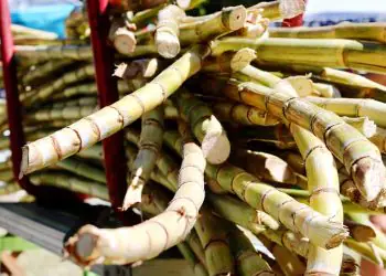 Clima desfavorável reduz produtividade e limita avanço da safra de cana-de-açúcar 2025/26 8 Clima desfavorável reduz produtividade e limita avanço da safra de cana-de-açúcar 2025/26