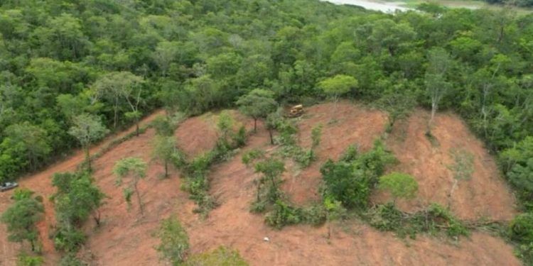 Desmatamento em Goiás atinge menor nível da história, aponta Inpe 1 Foto: Divulgação/Semad
