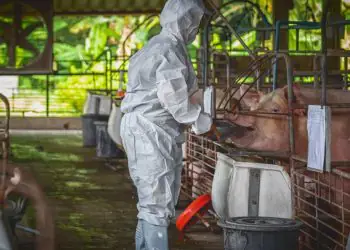 Espanha registra novo caso de peste suína africana após três décadas