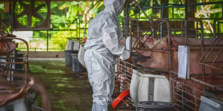 Espanha registra novo caso de peste suína africana após três décadas