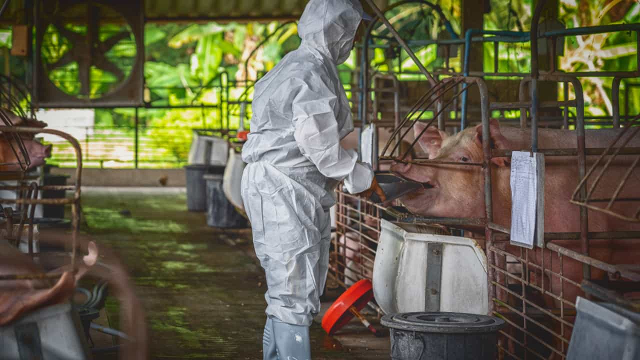 Espanha registra novo caso de peste suína africana após três décadas