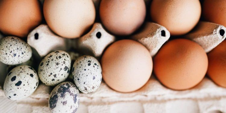 Exportações brasileiras de ovos crescem mais de 150% no acumulado de 2025 1 Exportações brasileiras de ovos crescem mais de 150% no acumulado de 2025